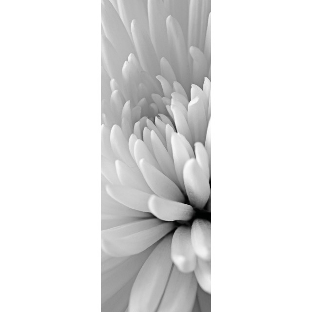 Color sample Chrysanthemum close up - (96,4 x 260,5 cm) 2,511m²